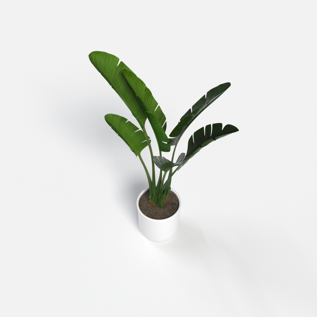 Plant 005
