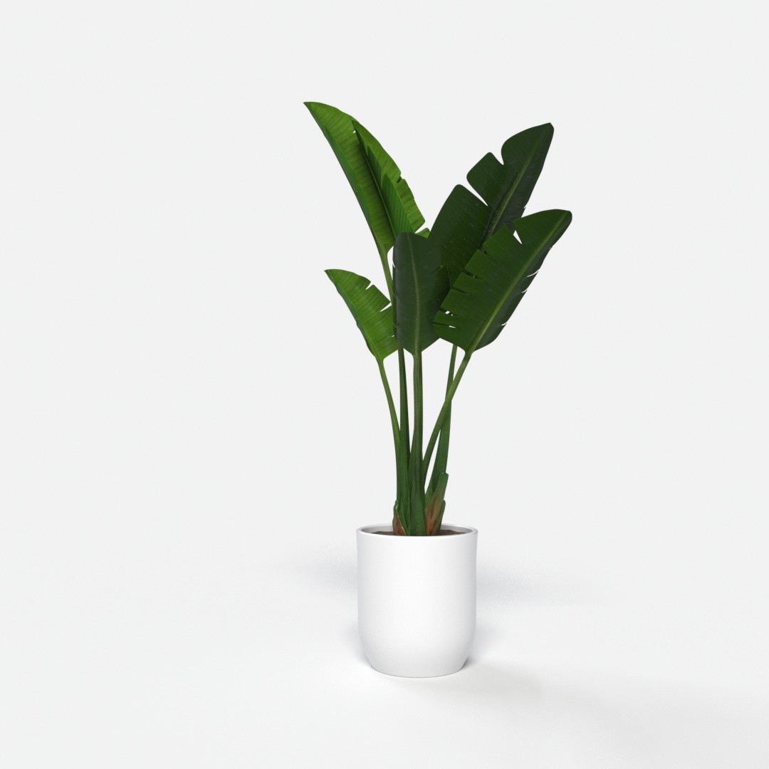 Plant 004
