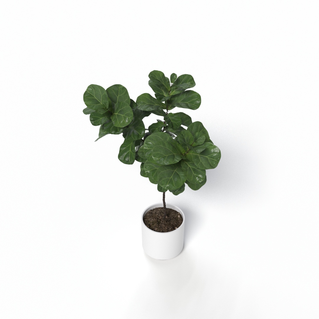 Plant 002